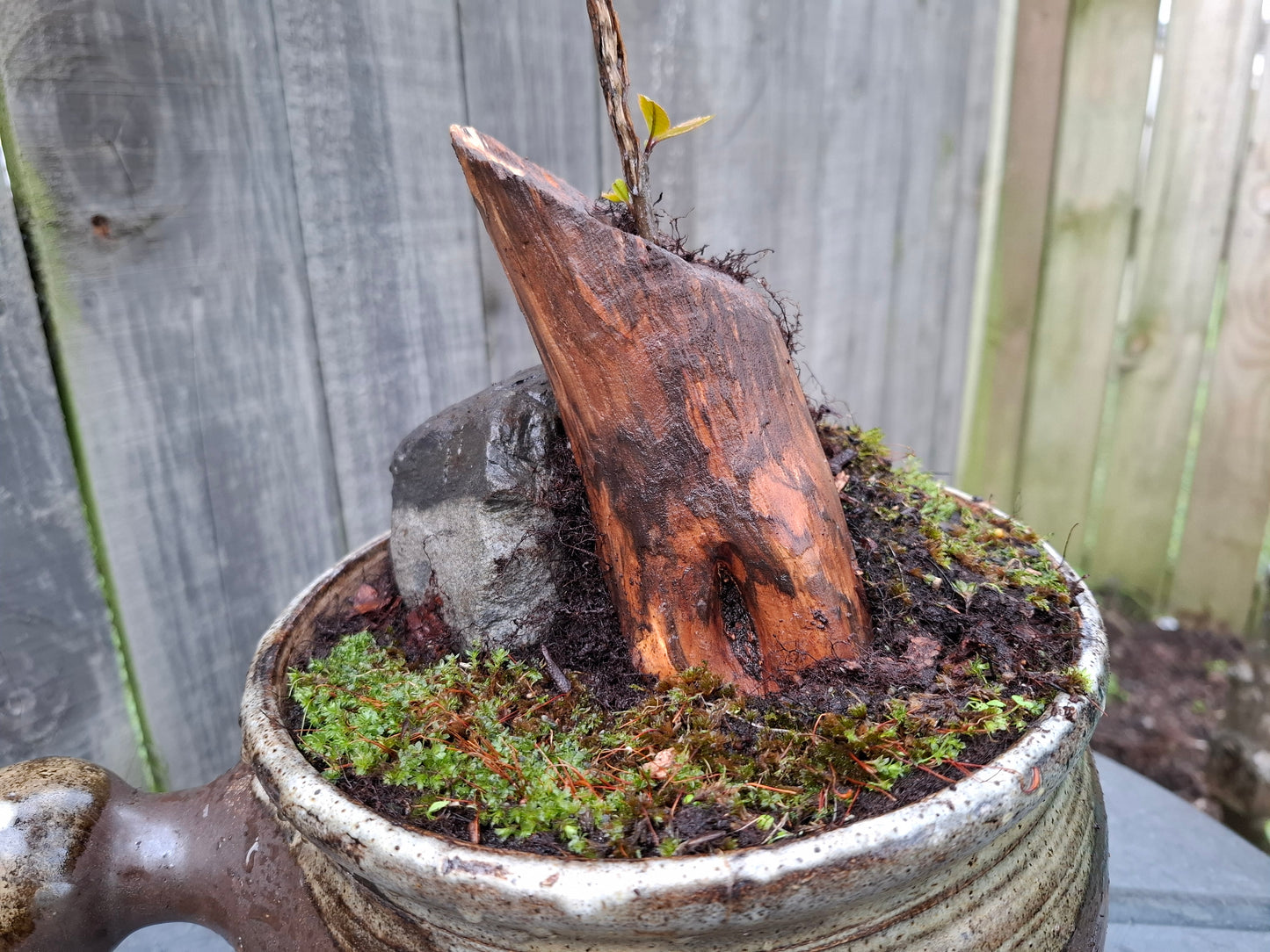 🌲🪨 Fragmented Harmony – Tanuki Bonsai in Glazed Japanese Pot