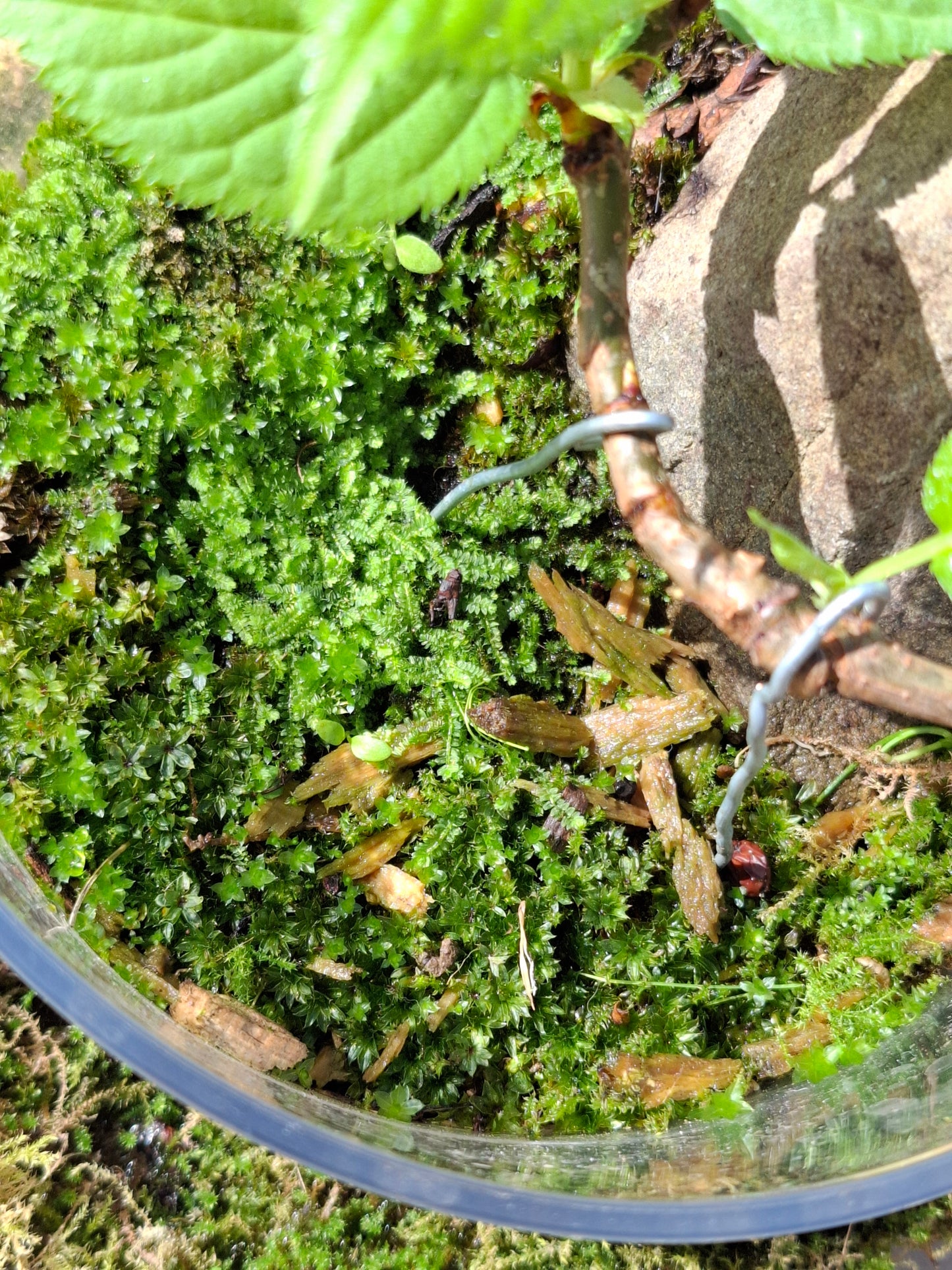 🌸 Cherry Root-Over-Rock Bonsai in Clear Vase Terrarium