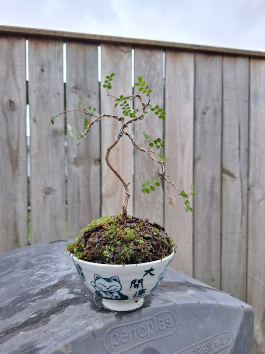 Kowhai Literati Bonsai – Grace in Every Curve 🌴🌿