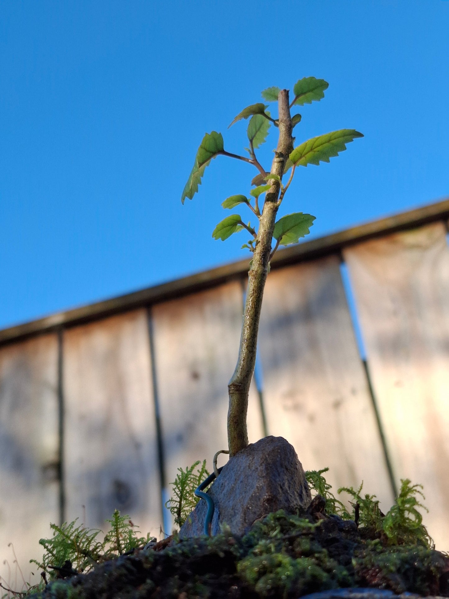 Lacebark (Hoheria populnea)
Root-over-Rock Bonsai