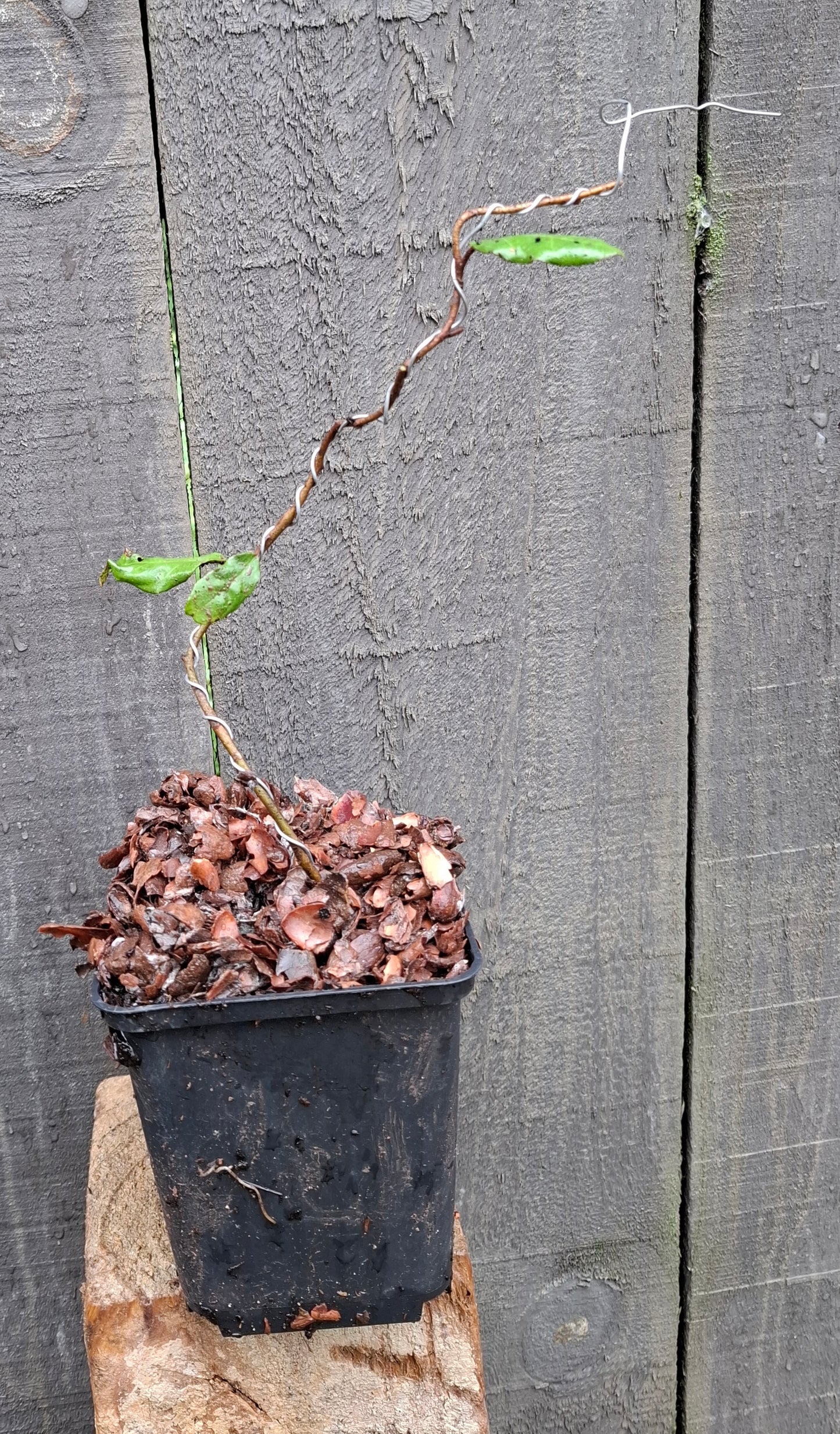 Starter Bonsai – A Perfect Beginning to Your Bonsai Journey 🌊🌲