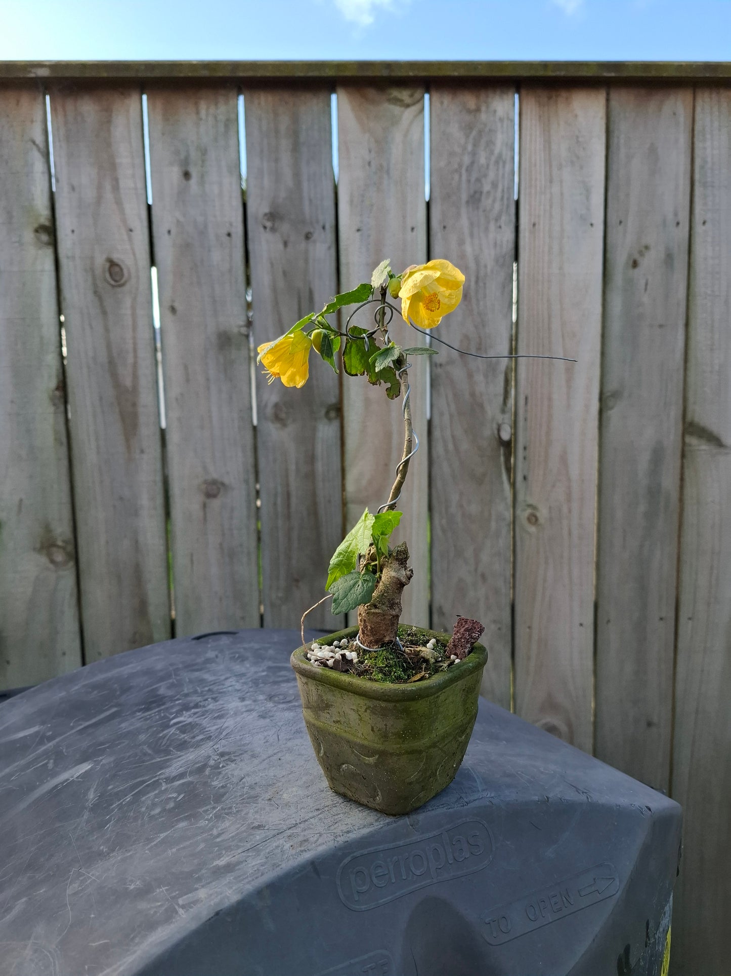 🏵Abutilon Literati Bonsai – Chinese Lantern / Flowering Maple