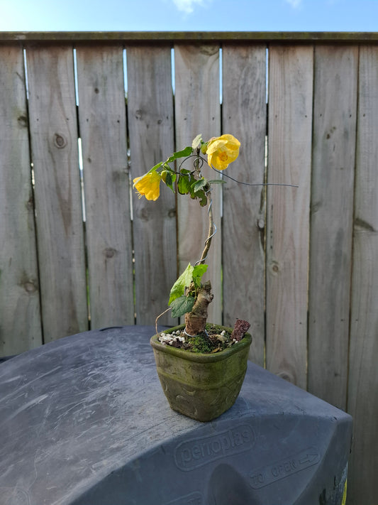🏵Abutilon Literati Bonsai – Chinese Lantern / Flowering Maple
