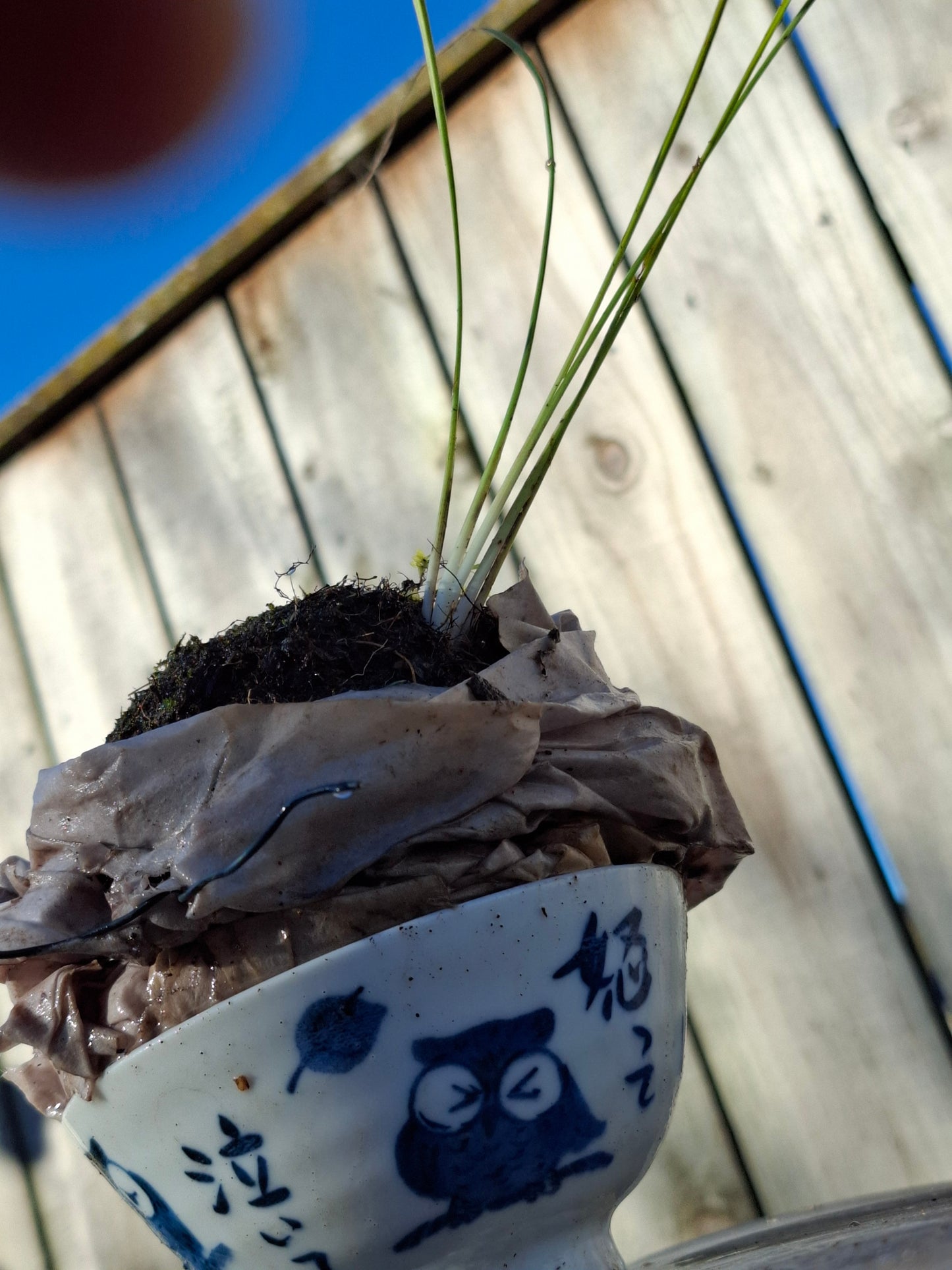 Harakeke Kokedama
New Zealand Flax Moss Ball