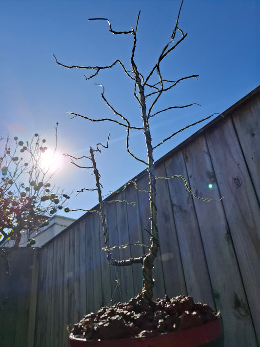 Carmichaelia Aligera Dual Trunk Bonsai – A Symbol of Balance & Resilience 🌿