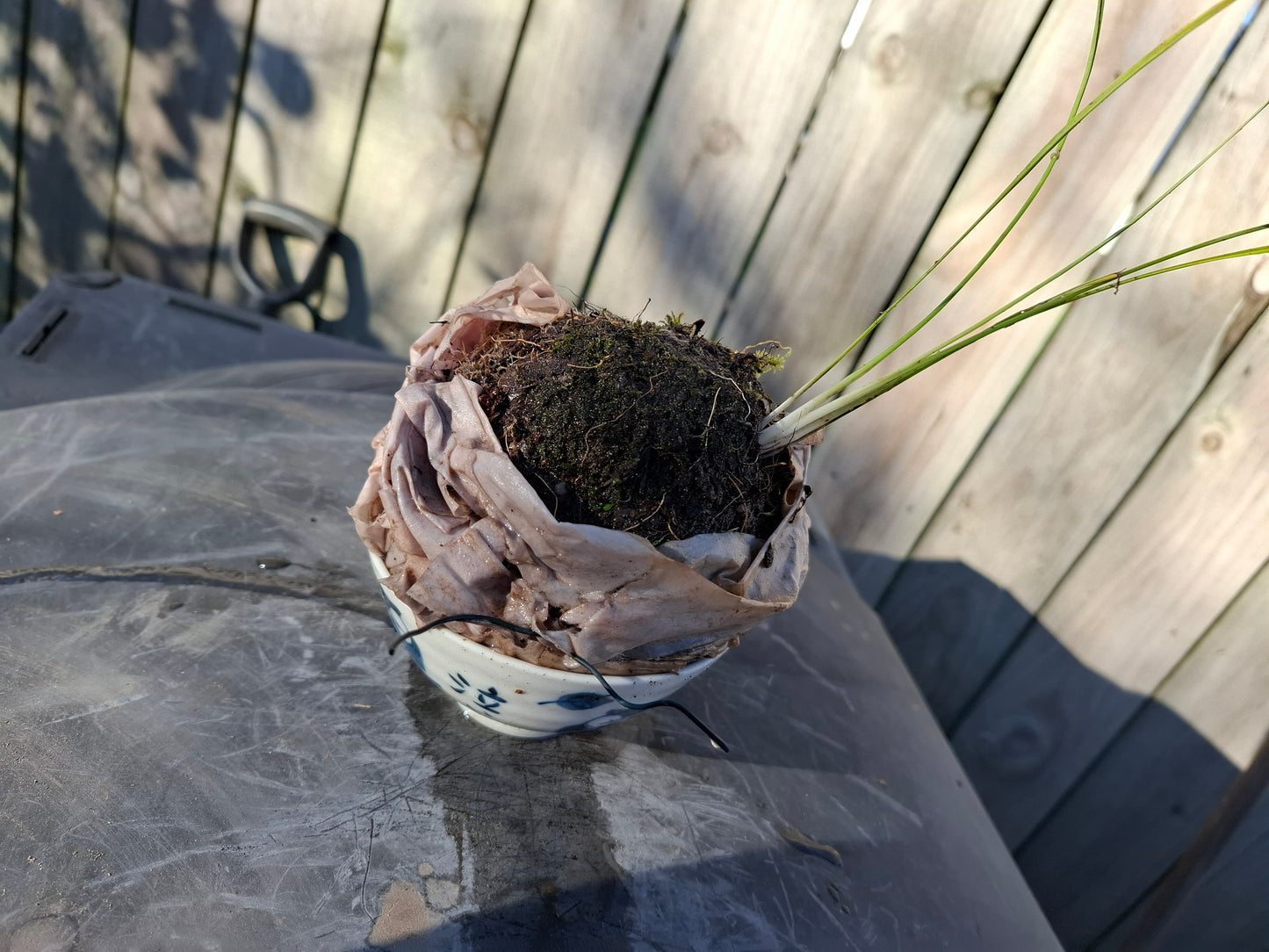 Harakeke Kokedama
New Zealand Flax Moss Ball