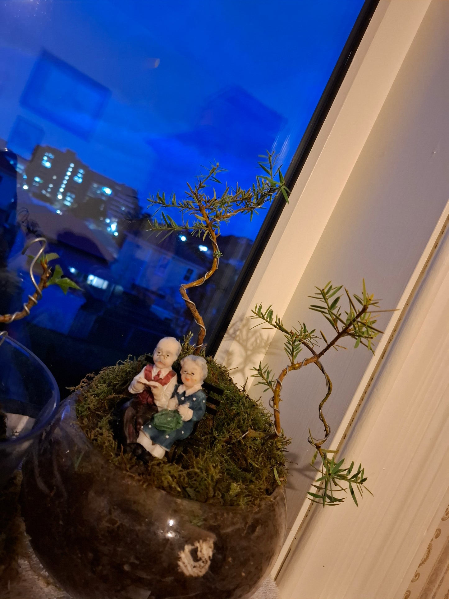 🌿 Podocarpus Totara – Dual Tree Forest Bonsai