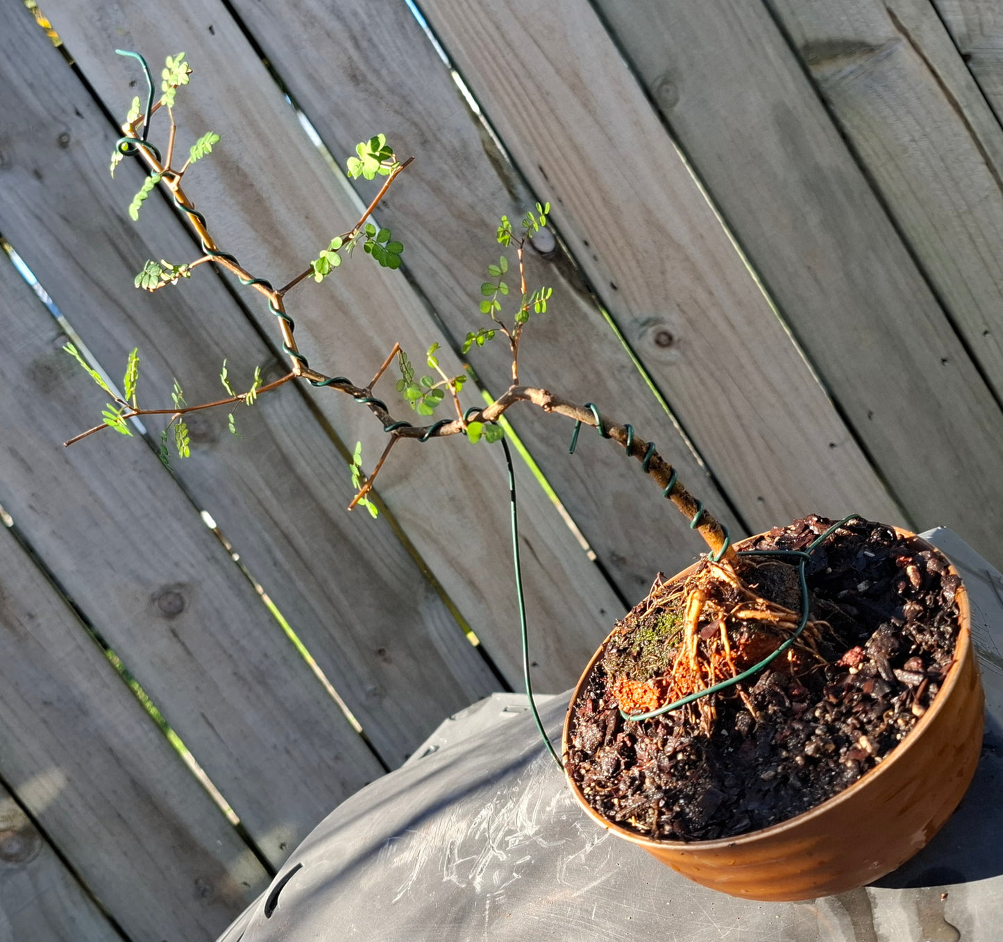 🌿 Kōwhai - Root-Over-Rock & Informal Upright (Moyogi) Bonsai | Golden Resilience & Sculpted Beauty 🏔️✨