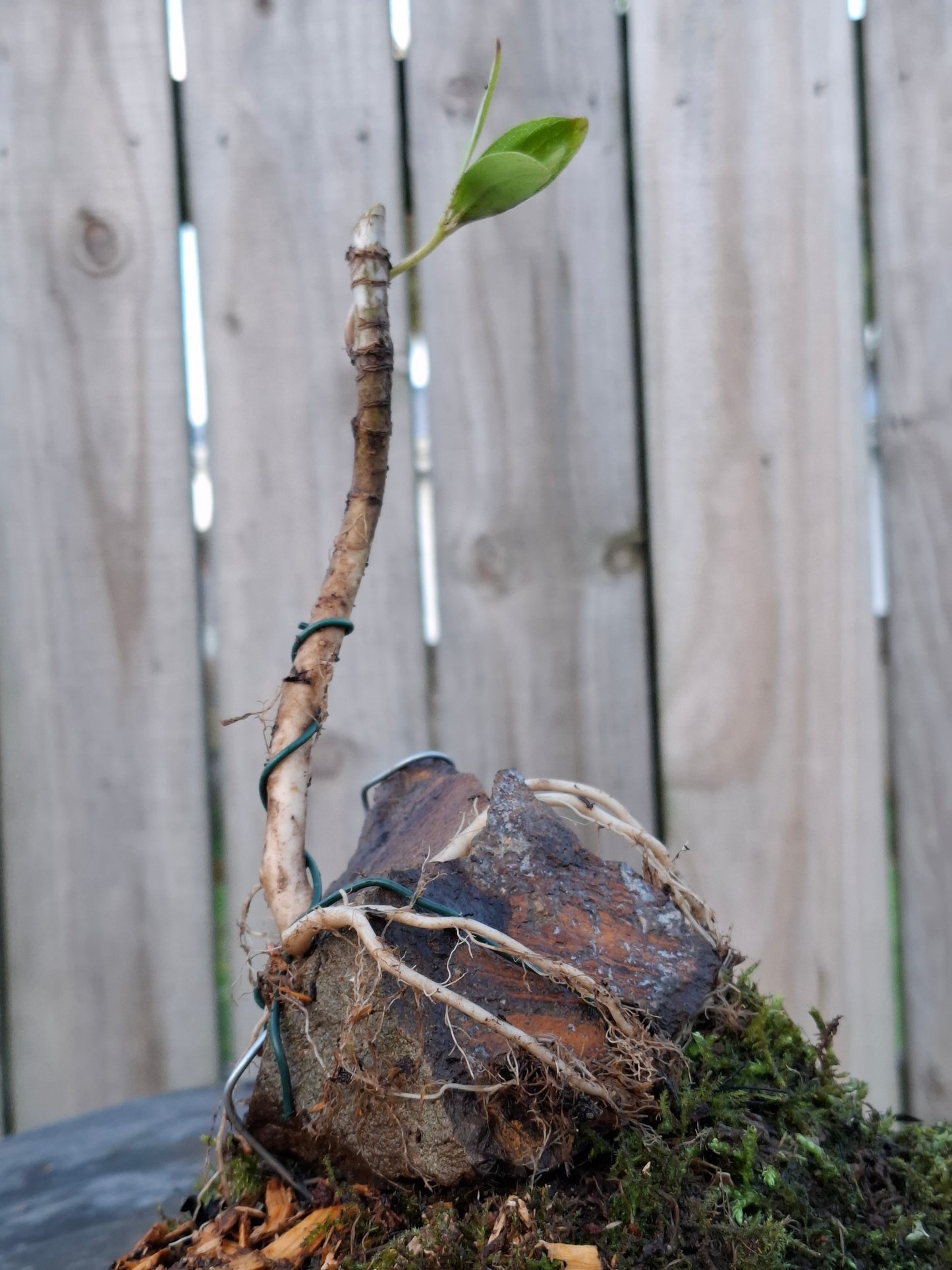 This Mini Forest Karamū (Coprosma robusta) Bonsai