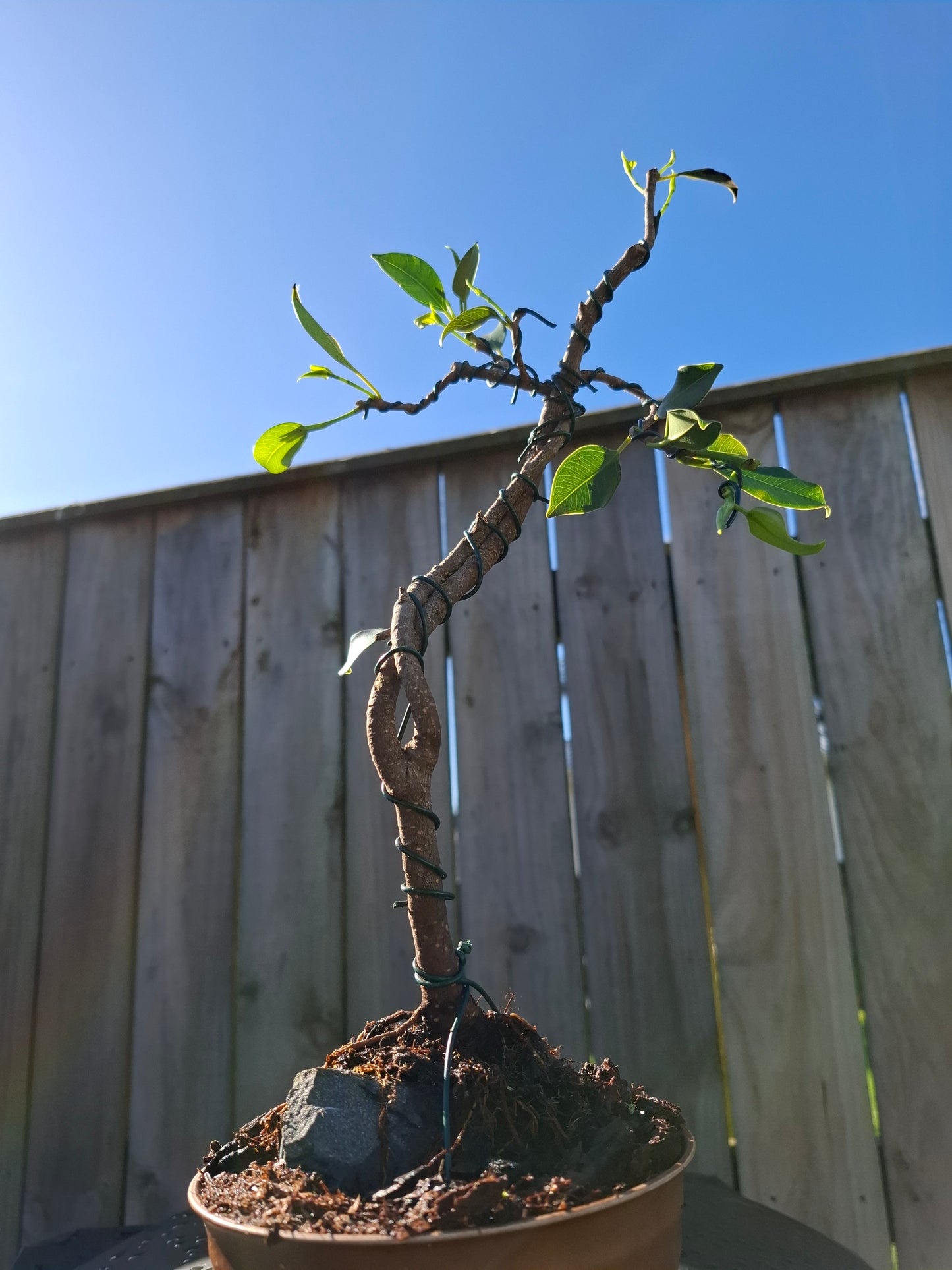 🌳 Ficus retusa Bonsai – Root Over Rock (Ishitsuki)  🪨, Dual Trunk (Sokan) 🌴🌴