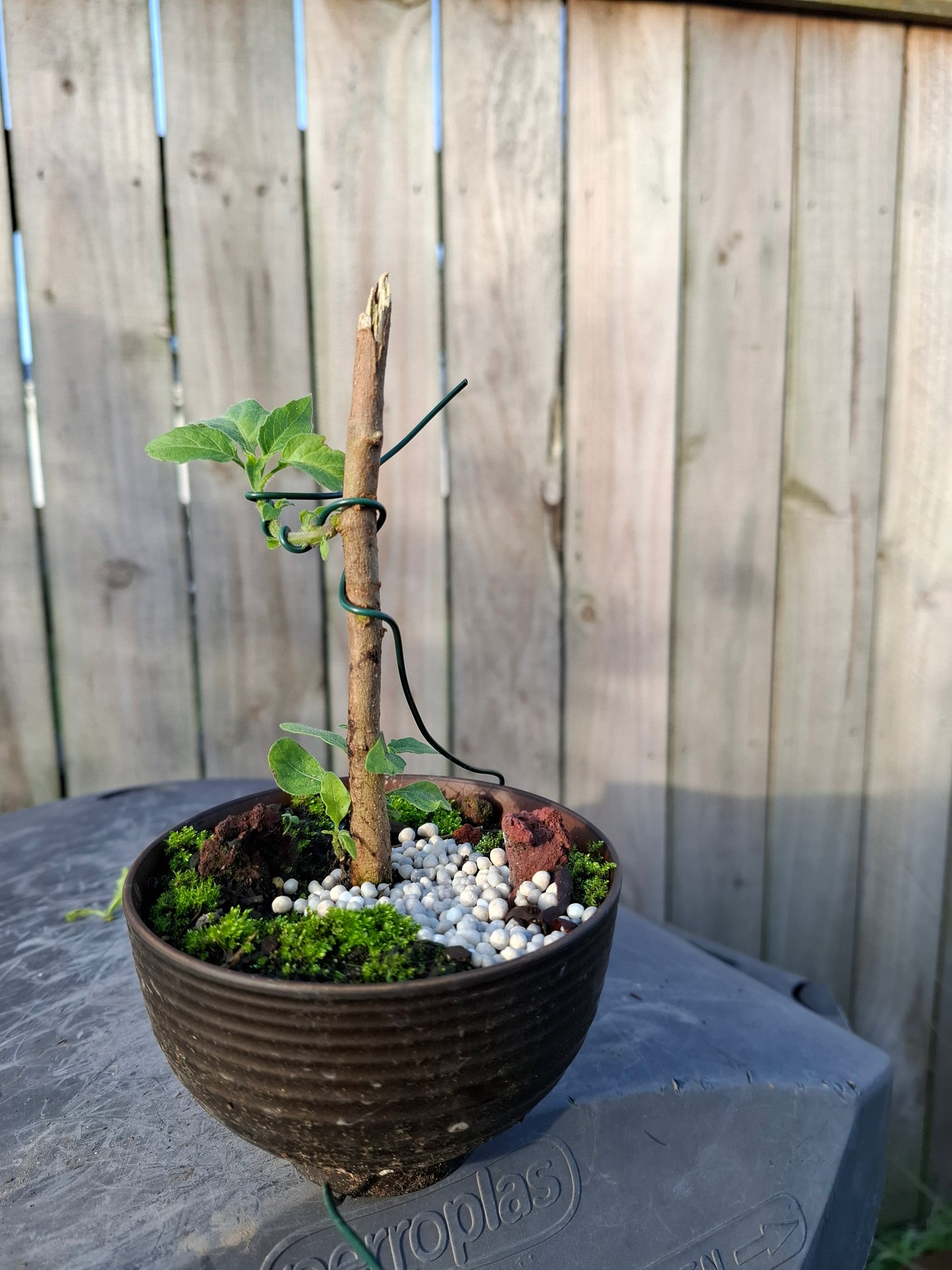🌱 Bonsai Starter – The Beginning of a Timeless Journey 🌱