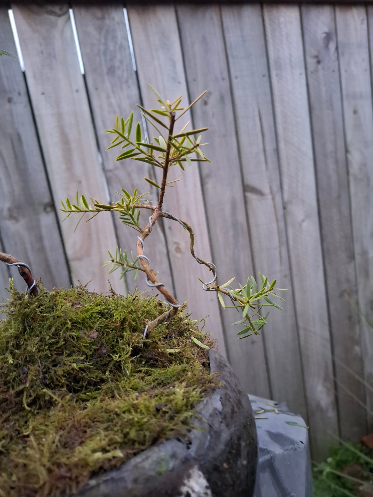 🌿 Podocarpus Totara – Dual Tree Forest Bonsai