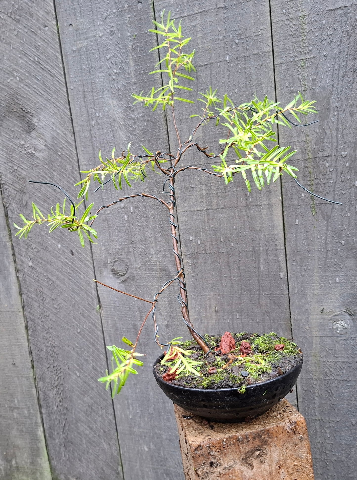 🌴Elegant Literati Style - Veronica leiophylla - Bonsai🌴