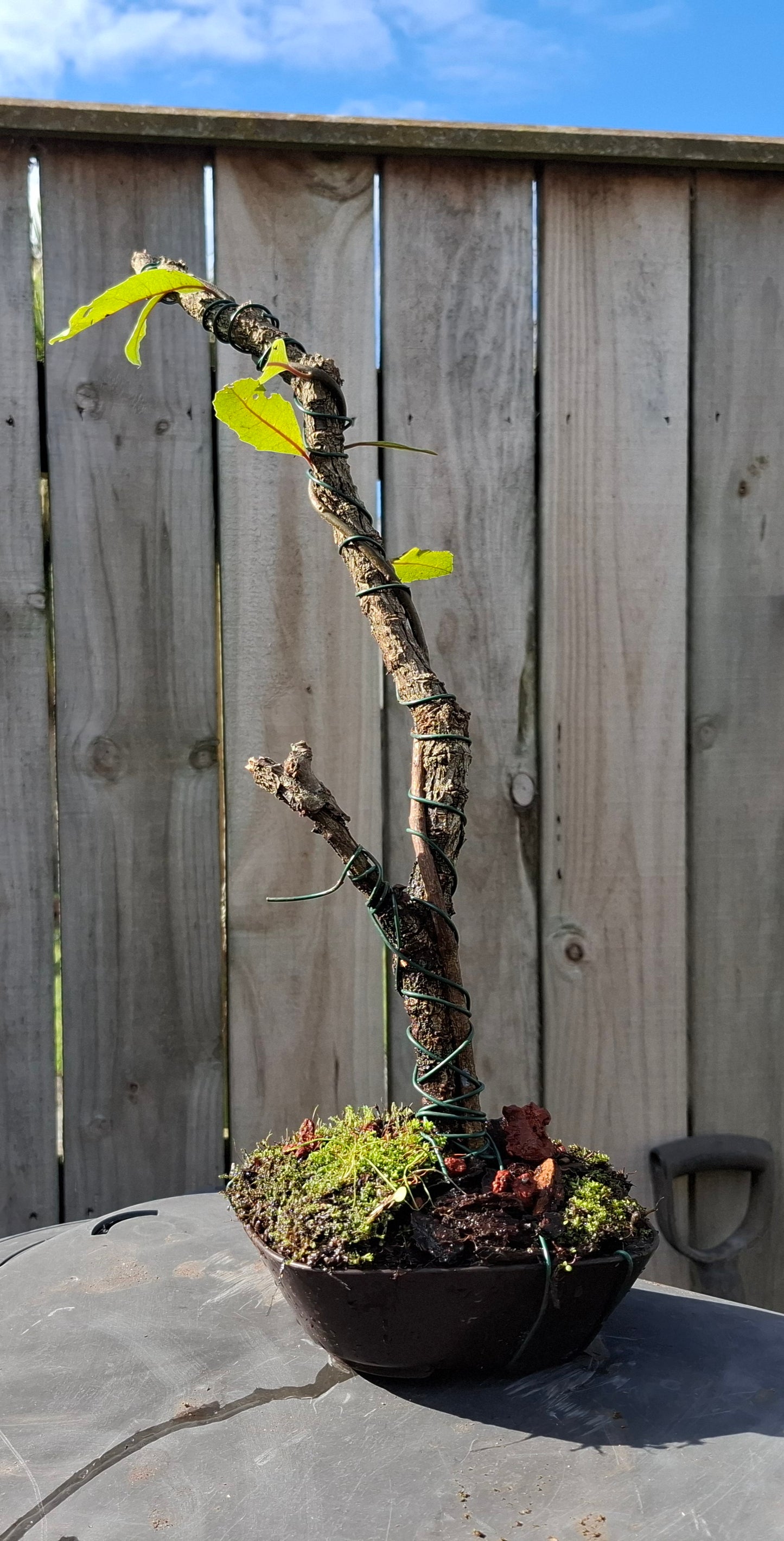 🌿 Tanuki-Style Bonsai – A Fusion of Renewal & Timeless Beauty 🏯