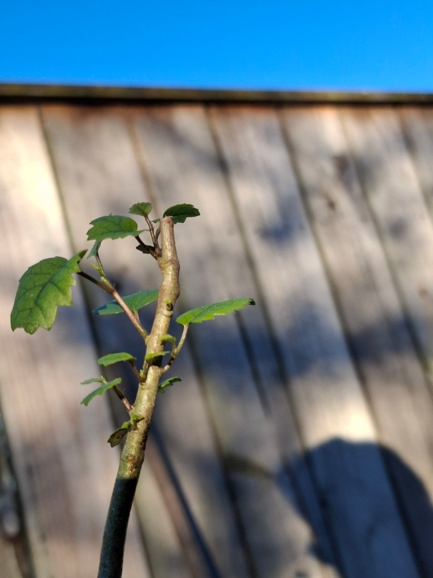 Lacebark (Hoheria populnea)
Root-over-Rock Bonsai
