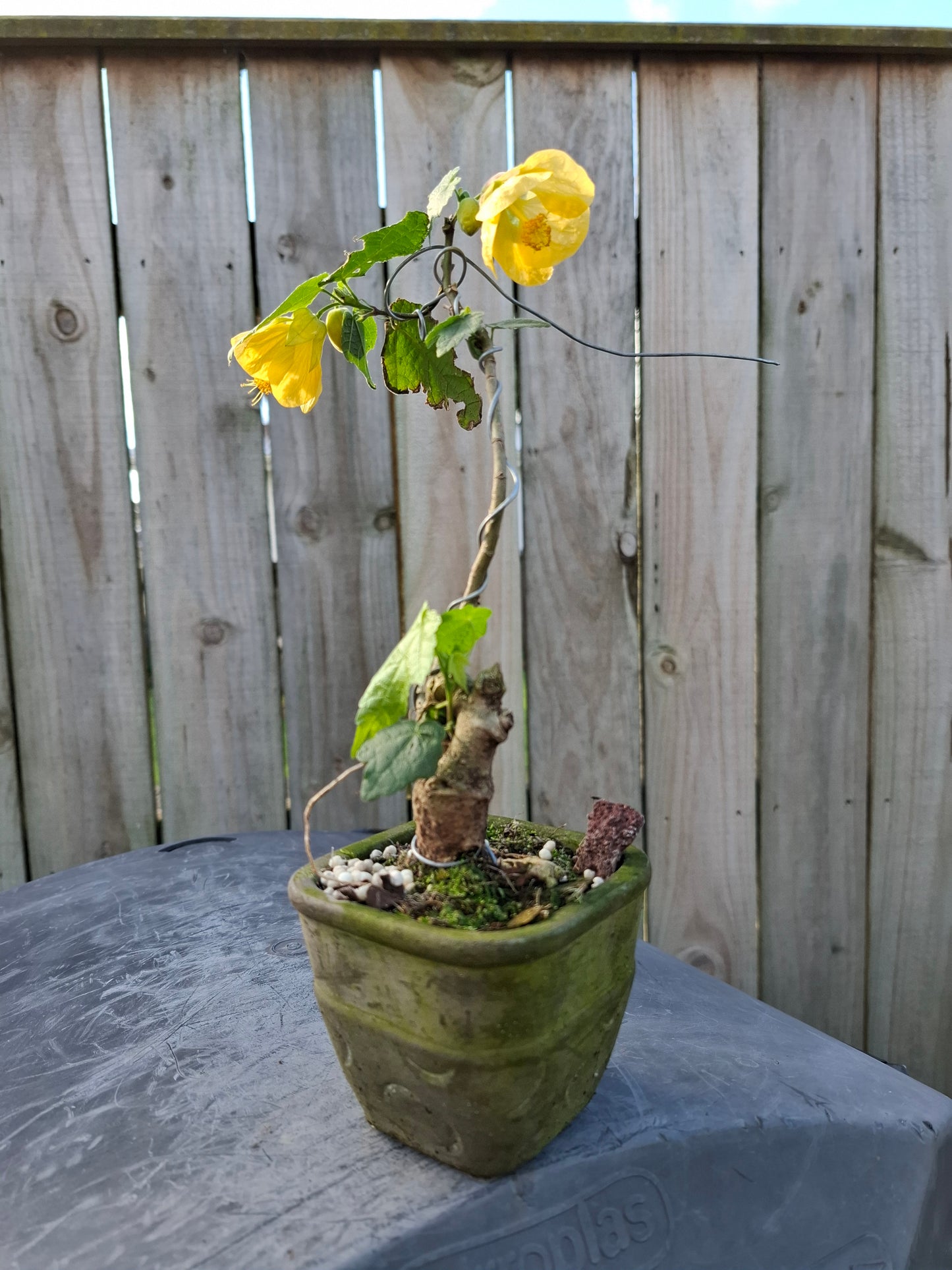 🏵Abutilon Literati Bonsai – Chinese Lantern / Flowering Maple