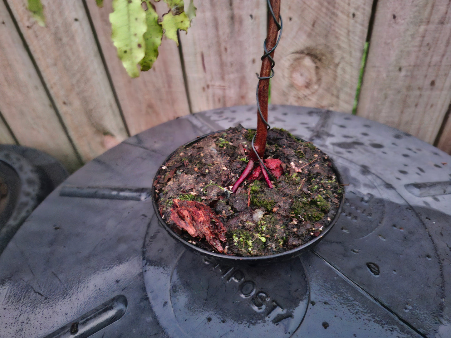 🌿 Tarata Literati-style Bonsai 🌿