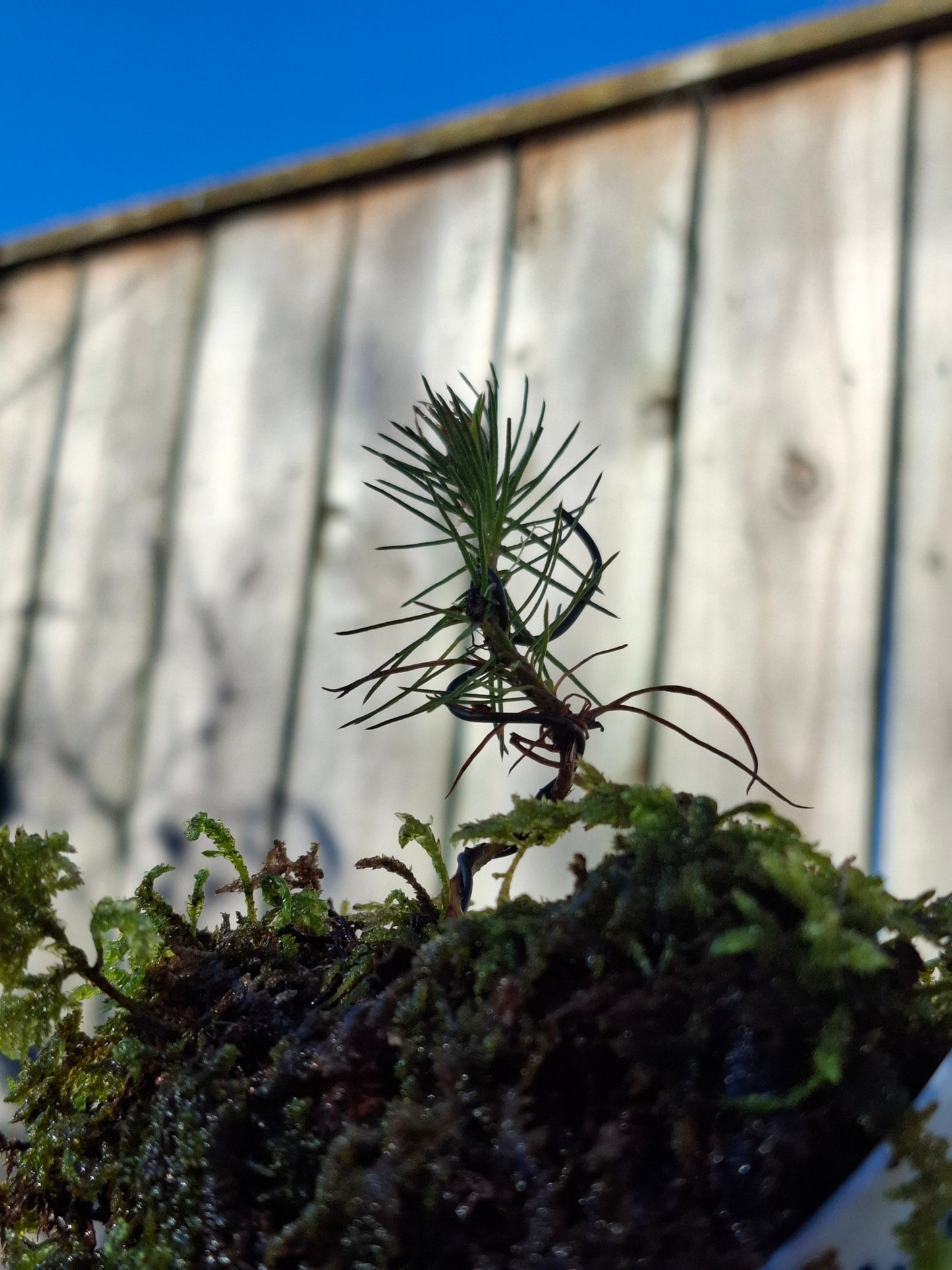 Pine Starter Bonsai
Half-Broken Japanese Bowl