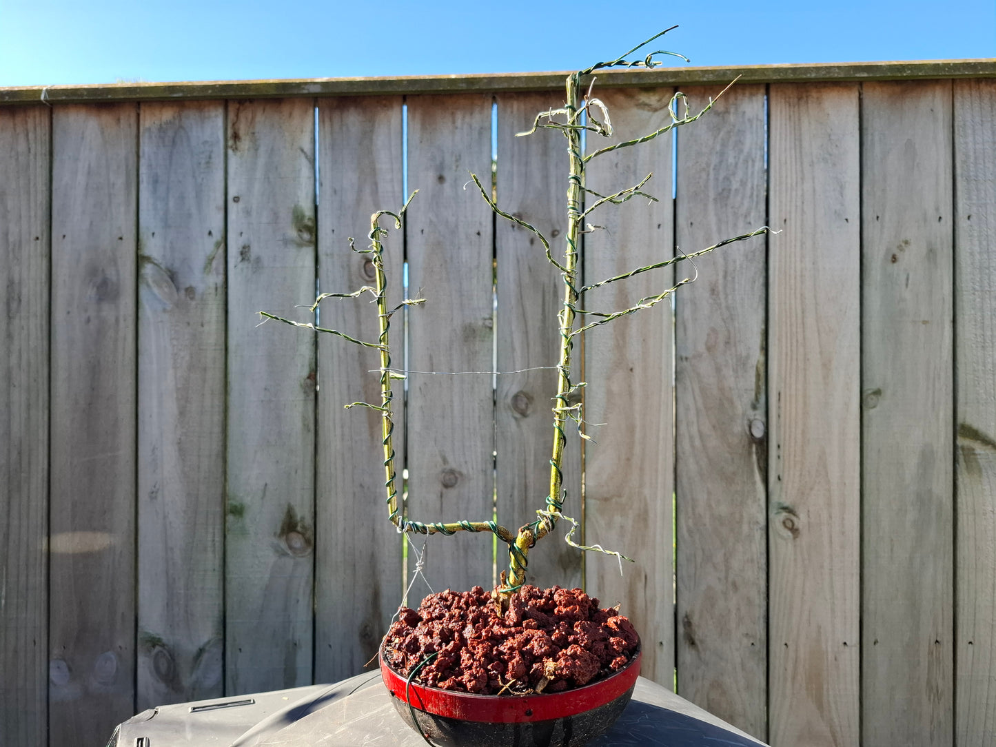 Carmichaelia Aligera Dual Trunk Bonsai – A Symbol of Balance & Resilience 🌿