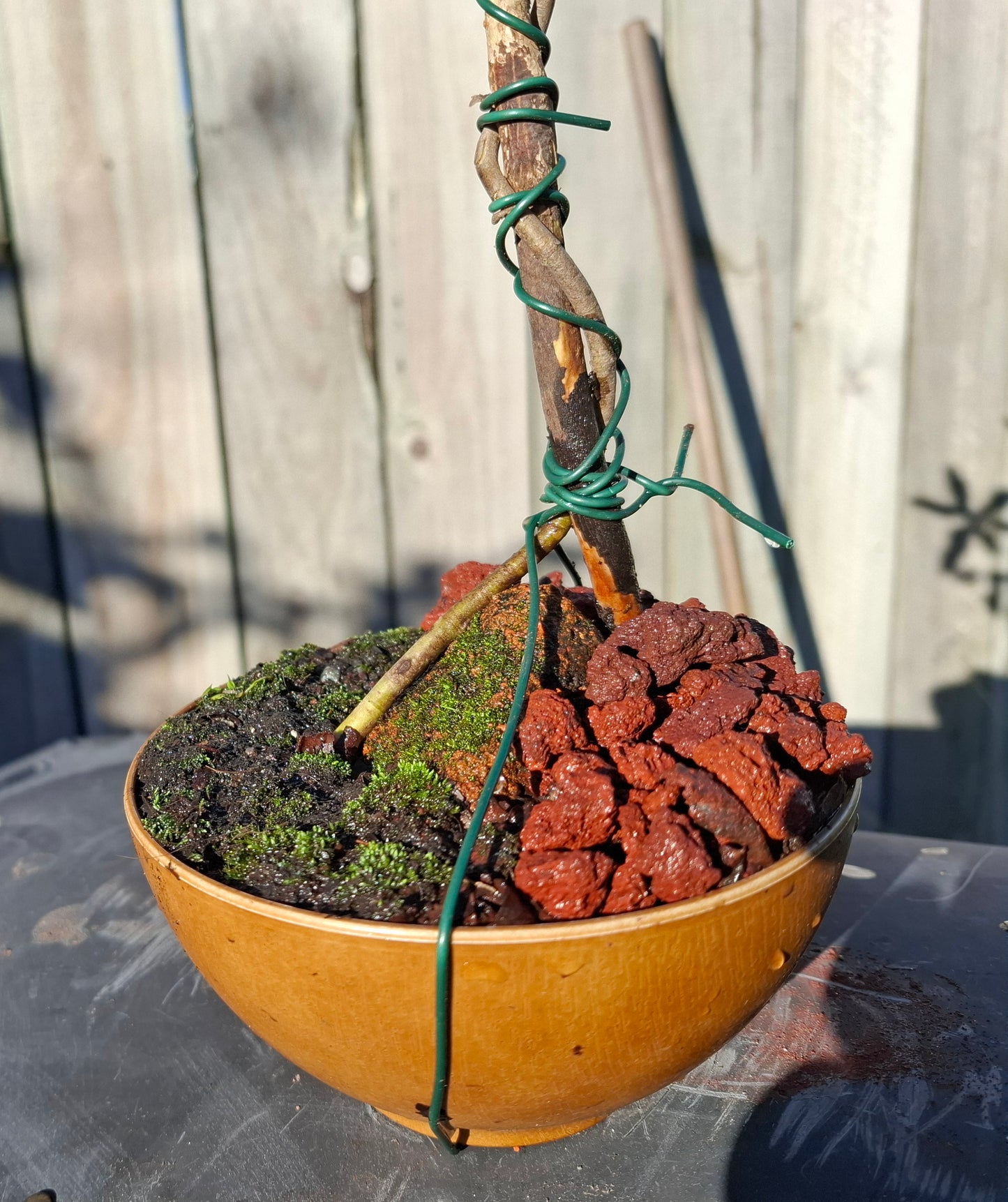 🌿 Tarata Bonsai – Seki-joju & Sokan Fusion 🏯