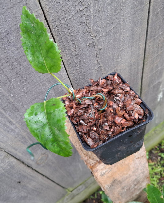 🌿 Hoheria populnea (Lacebark, Houhere) Starter Bonsai 🌿