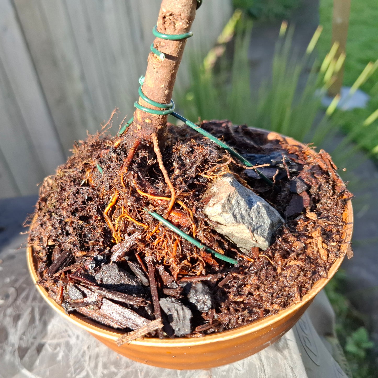 🌳 Ficus retusa Bonsai – Root Over Rock (Ishitsuki)  🪨, Dual Trunk (Sokan) 🌴🌴