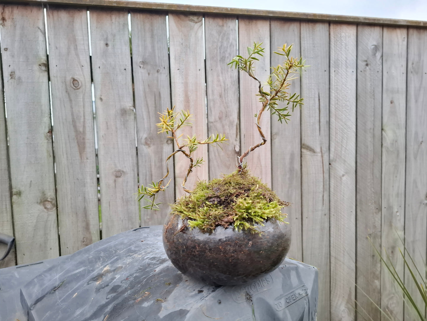 🌿 Podocarpus Totara – Dual Tree Forest Bonsai