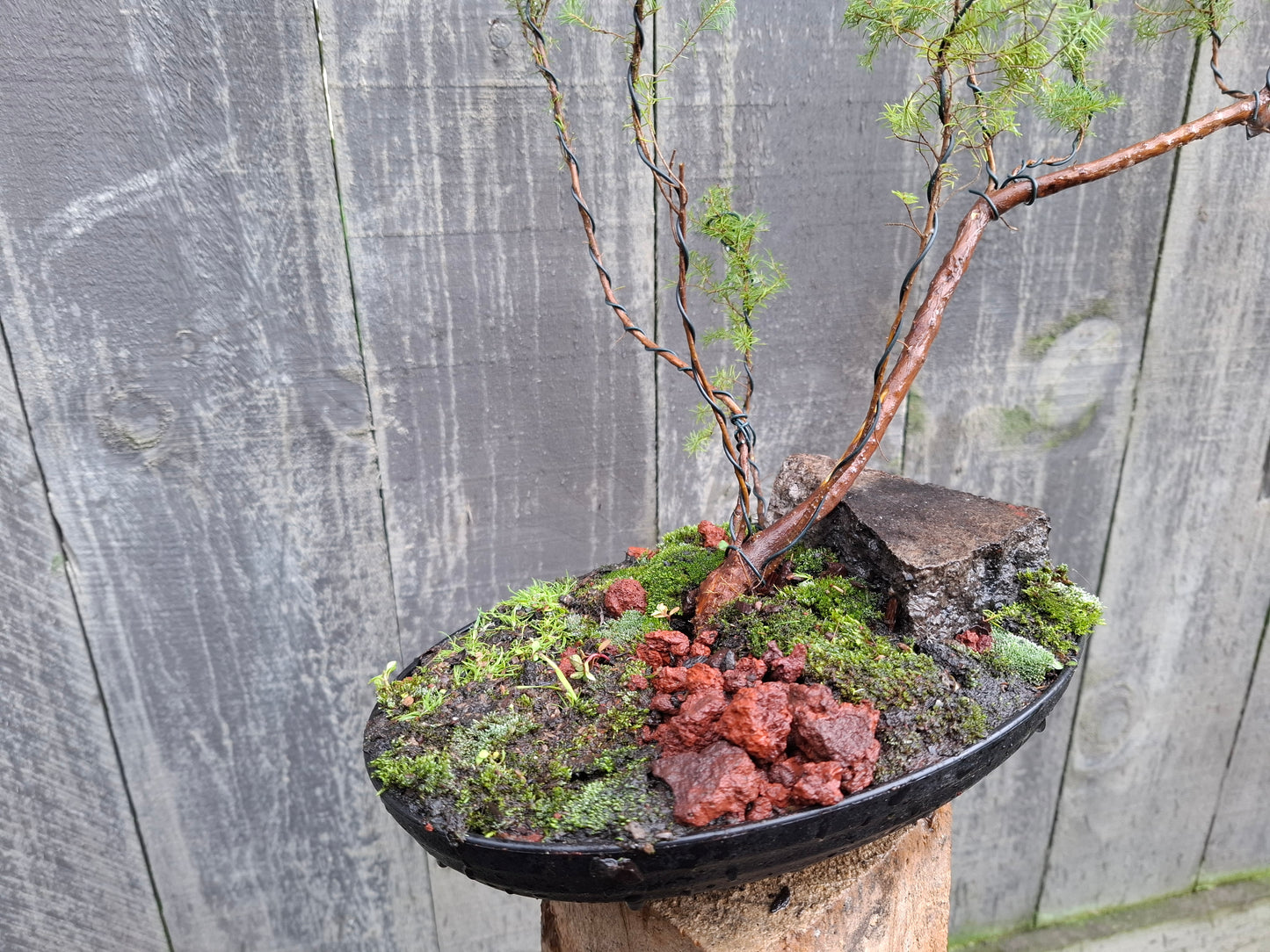 🌿 Mānuka - Raft-Style Bonsai (Ikadabuki) 🛶