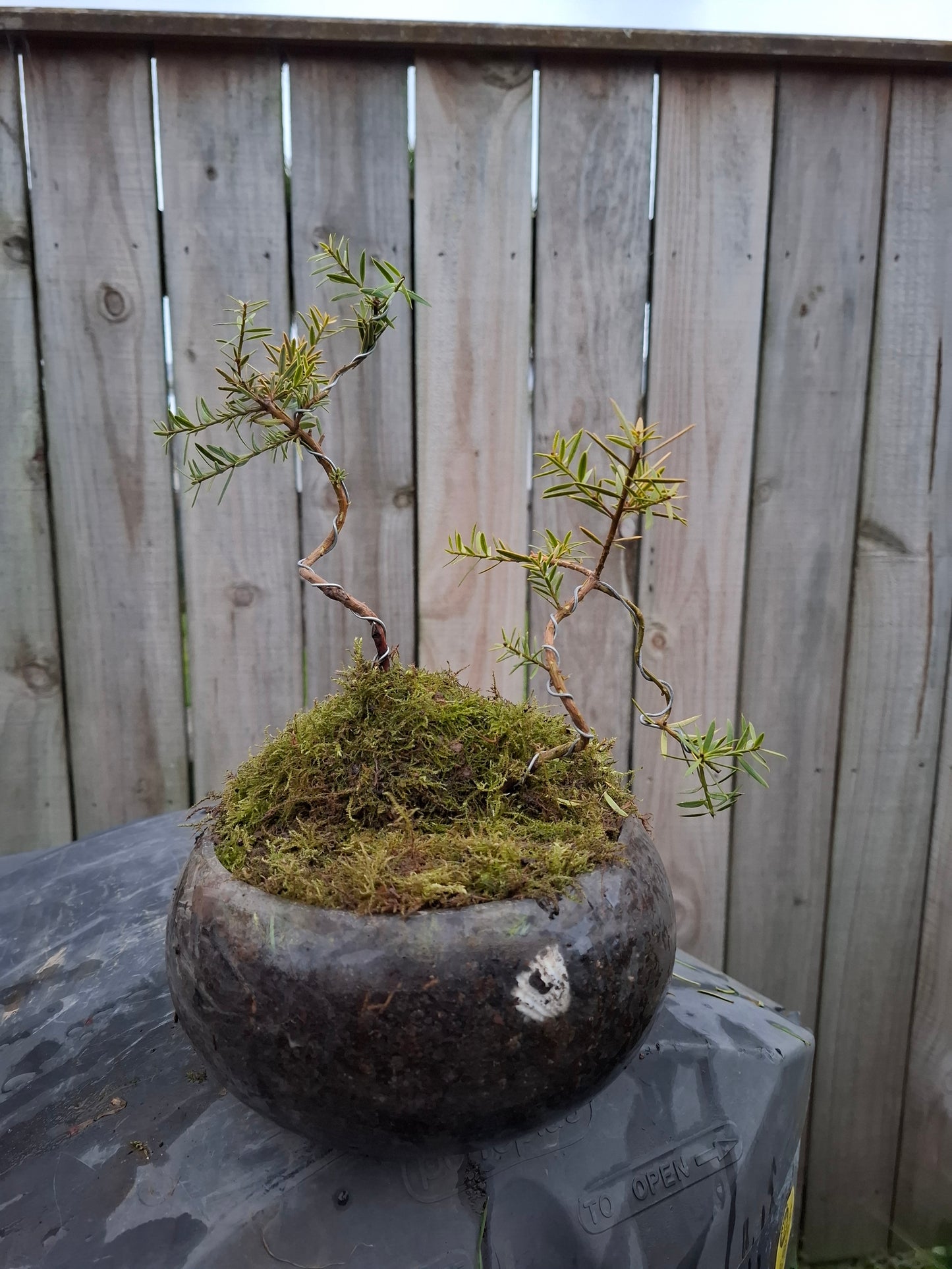 🌿 Podocarpus Totara – Dual Tree Forest Bonsai