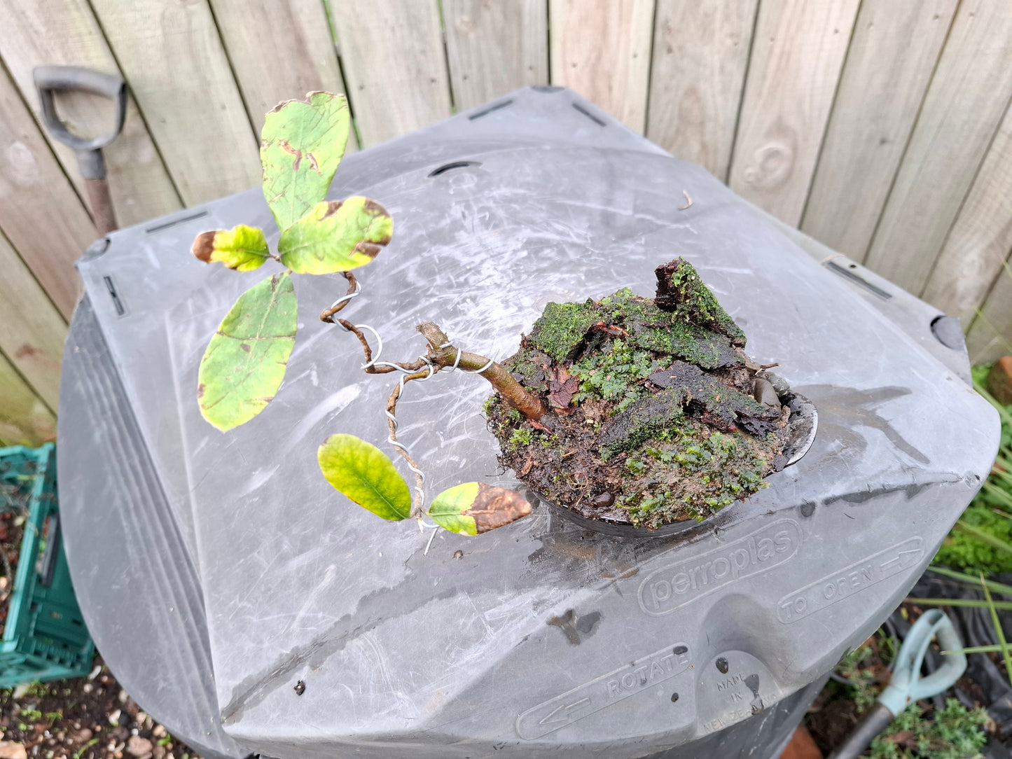 Windswept-Style Bonsai – (Fukinagashi)
Resilience Sculpted in Nature