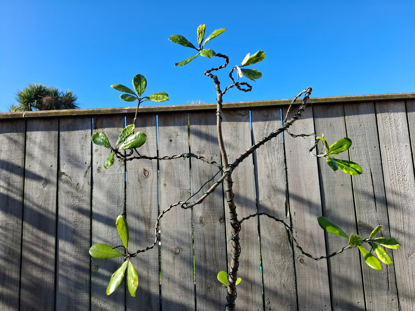 Karo (Pittosporum crassifolium) Informal Upright Bonsai (Moyogi) – A Graceful Balance of Strength & Elegance 🌿