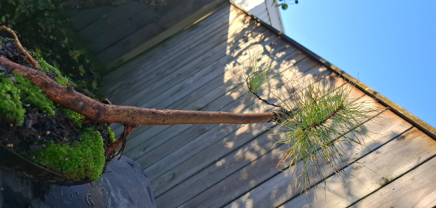 🌿 Windswept Pine Bonsai | Nebari Elegance & Resilient Motion 🌬️