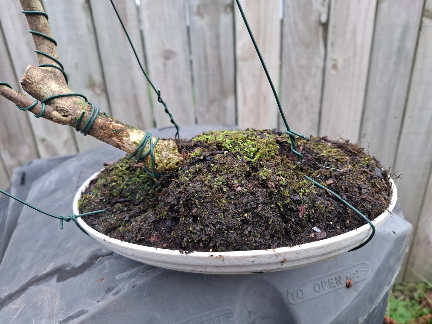 Hoheria Populnea Semi-Cascade Bonsai – A Flowing Expression of Nature 🌿