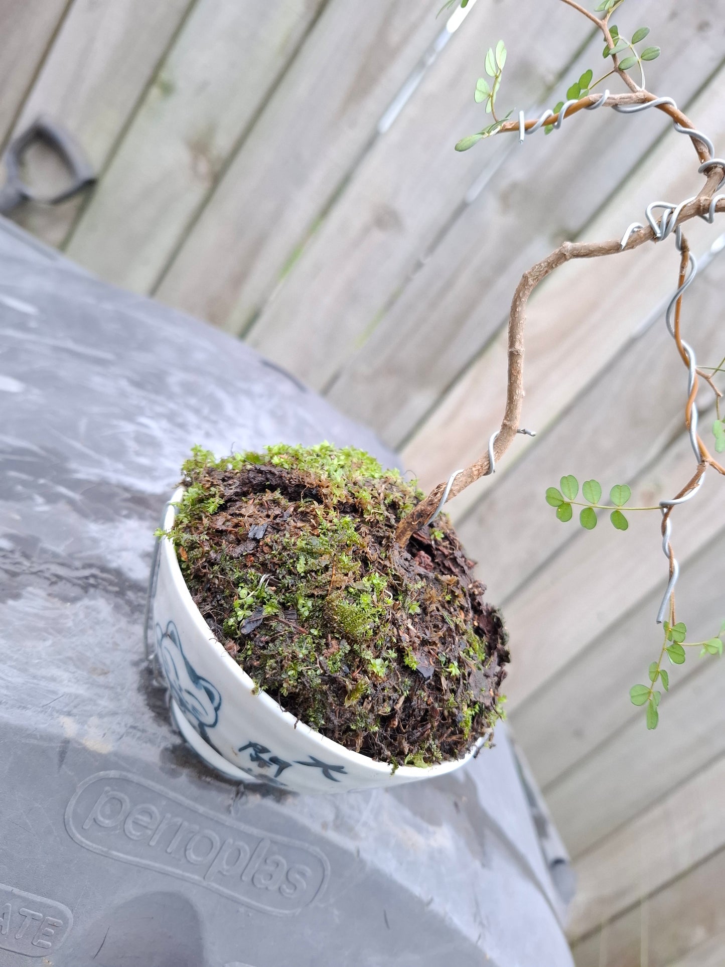 Kowhai Literati Bonsai – Grace in Every Curve 🌴🌿