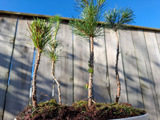 Pine Forest Bonsai (Matsu Bonsai) – A Living Work of Art 🌿