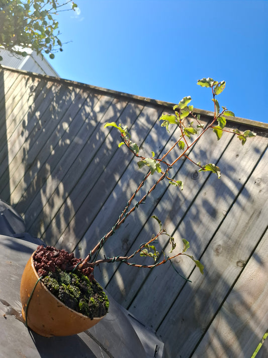 🌿 Dual Trunk Tarata - Literati Style Bonsai 🏯