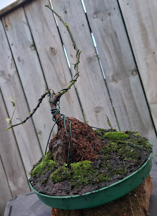 🌿🪨 Root-over-Rock Rose Bonsai (Seki-joju)