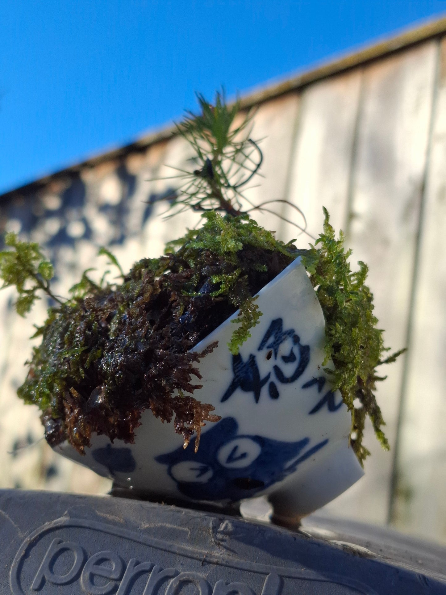 Pine Starter Bonsai
Half-Broken Japanese Bowl