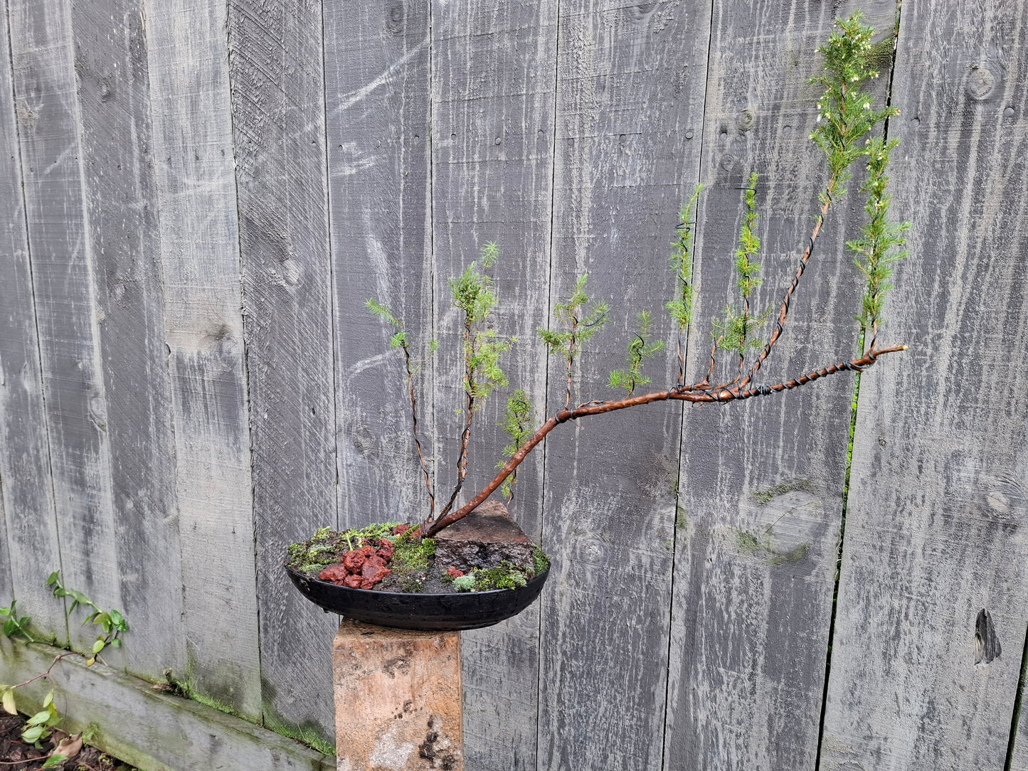 🌿 Mānuka - Raft-Style Bonsai (Ikadabuki) 🛶