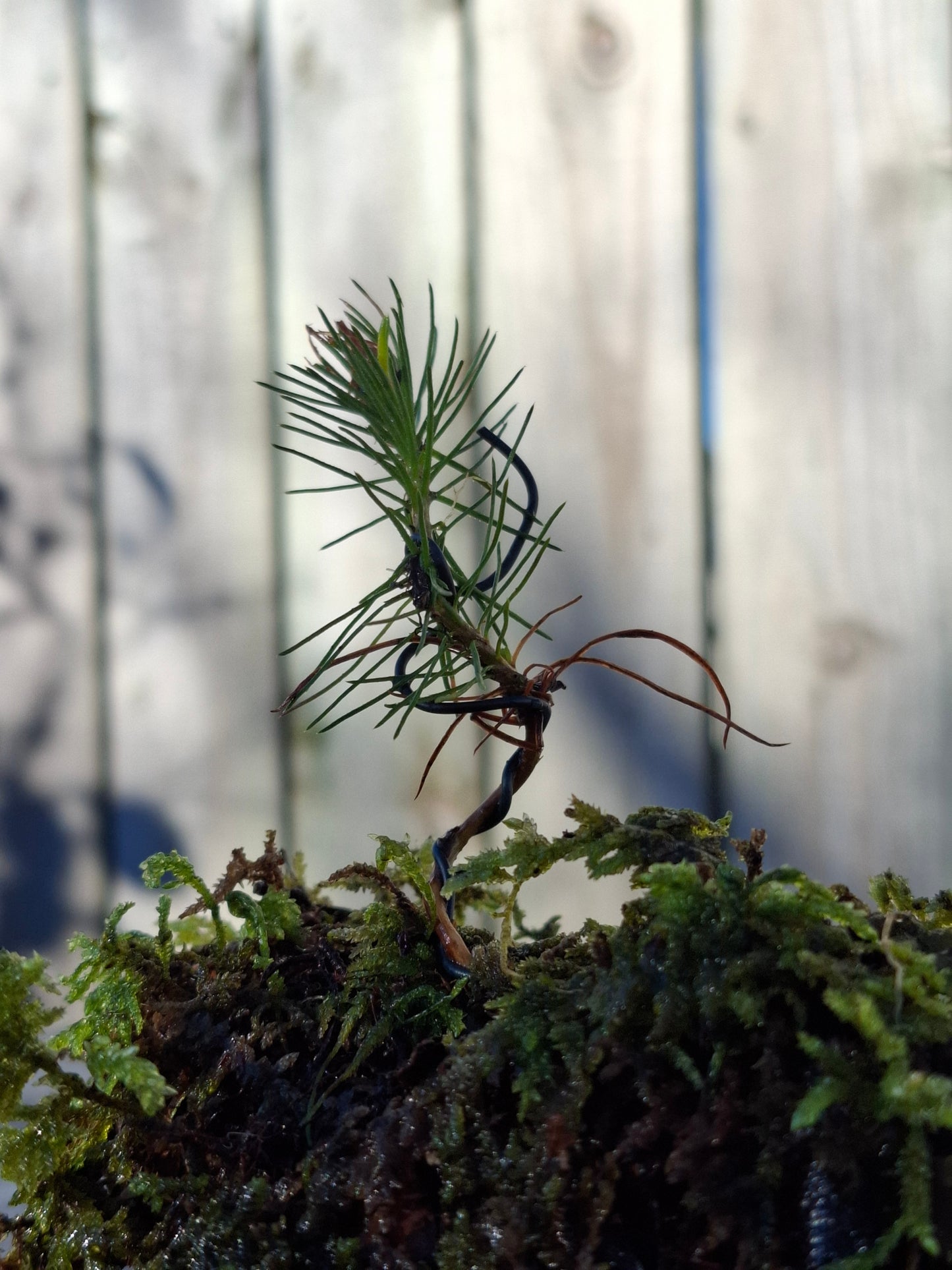 Pine Starter Bonsai
Half-Broken Japanese Bowl