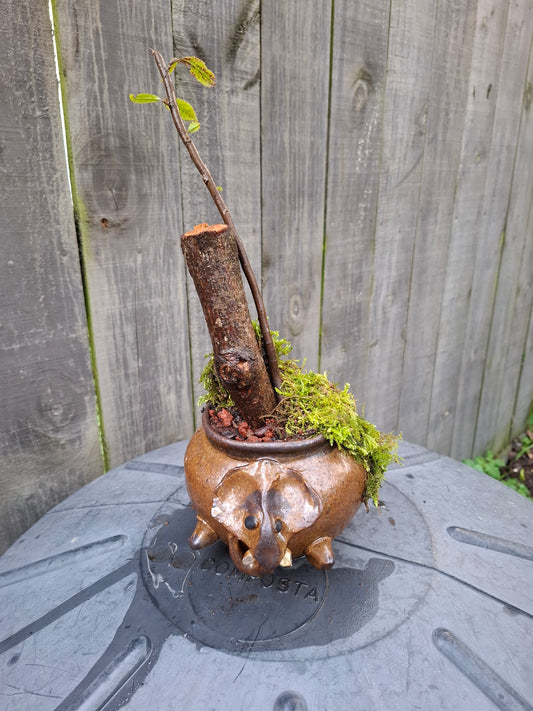 🌲Echoes of the Forest – Literati Bonsai in Glazed Elephant Pot