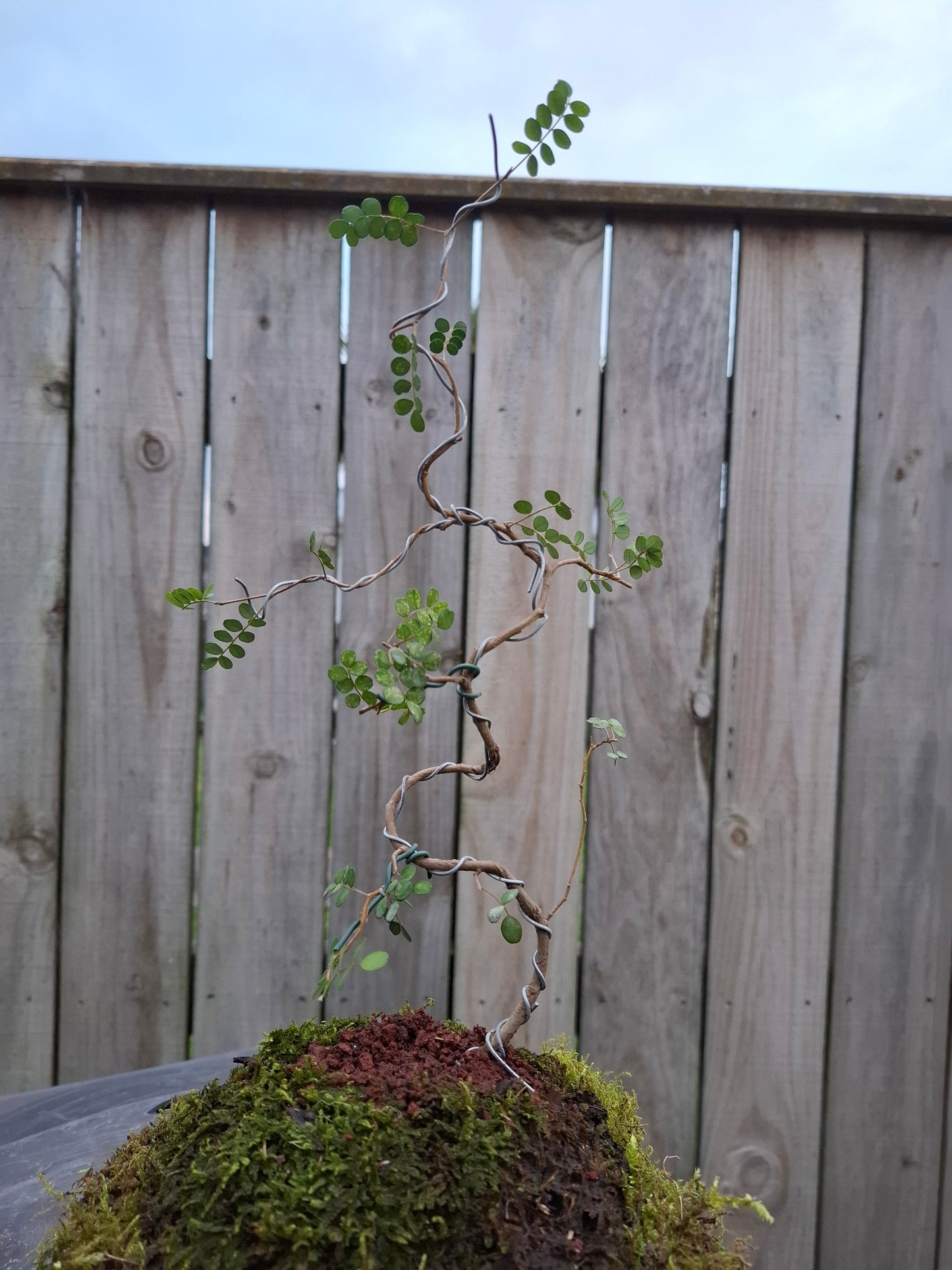🌿 Literati-Style Kowhai Bonsai – Volcanic Moss Ball Edition