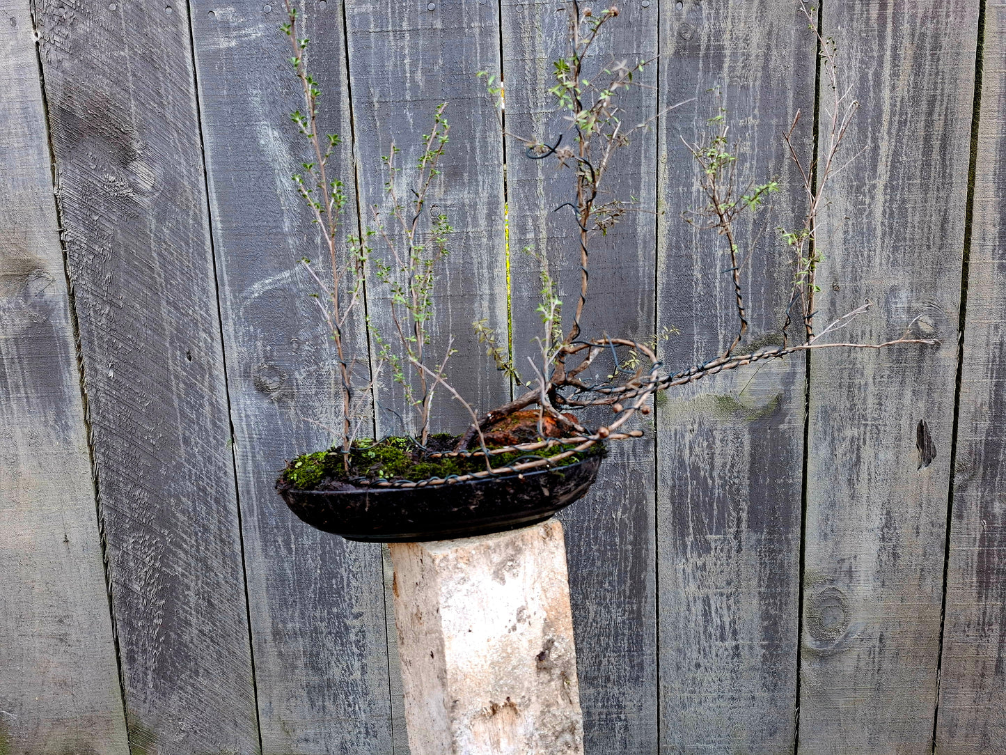 🌳 Mānuka - Ishizuki & Ikadabuki Bonsai 🌳