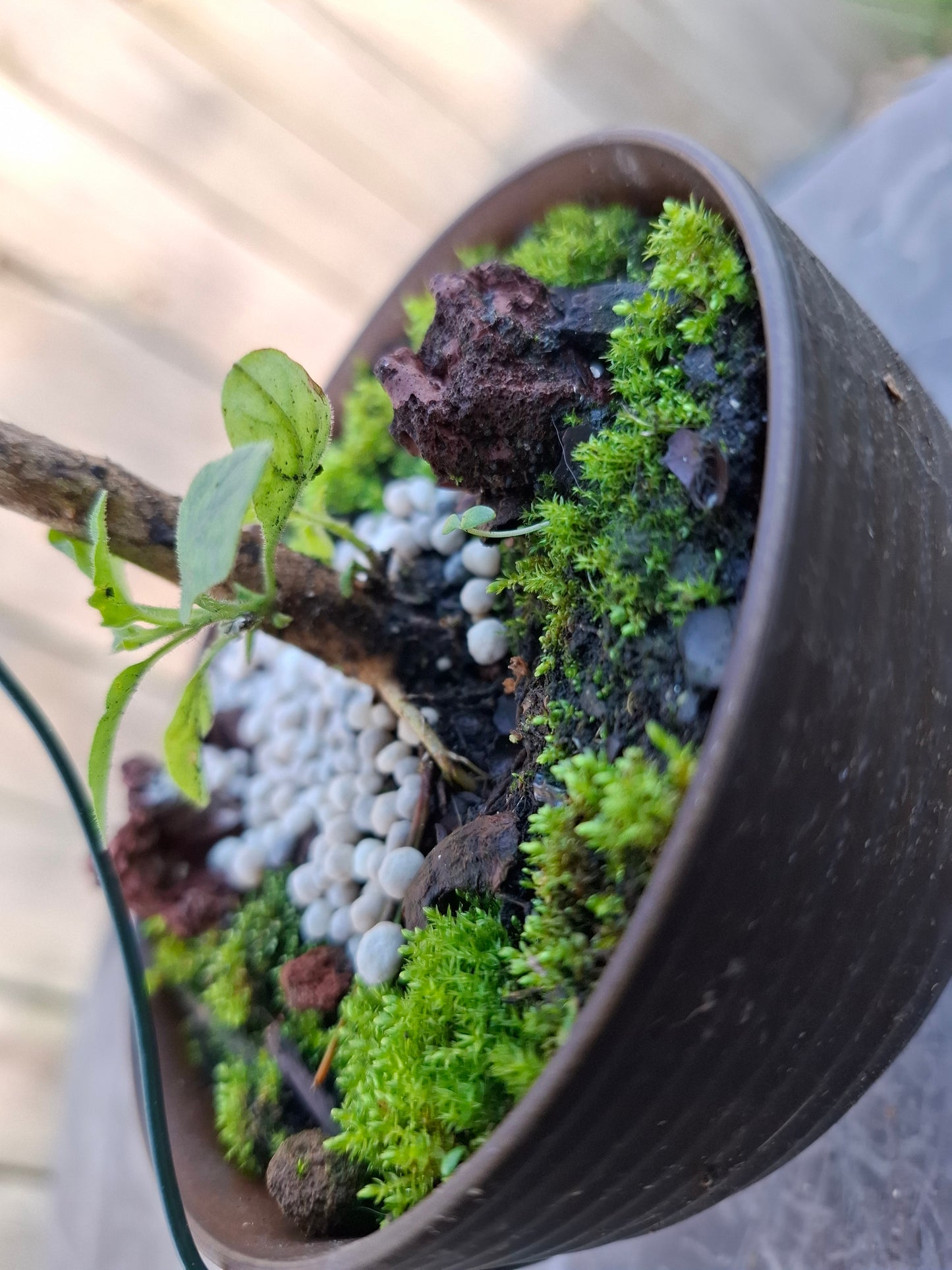 🌱 Bonsai Starter – The Beginning of a Timeless Journey 🌱