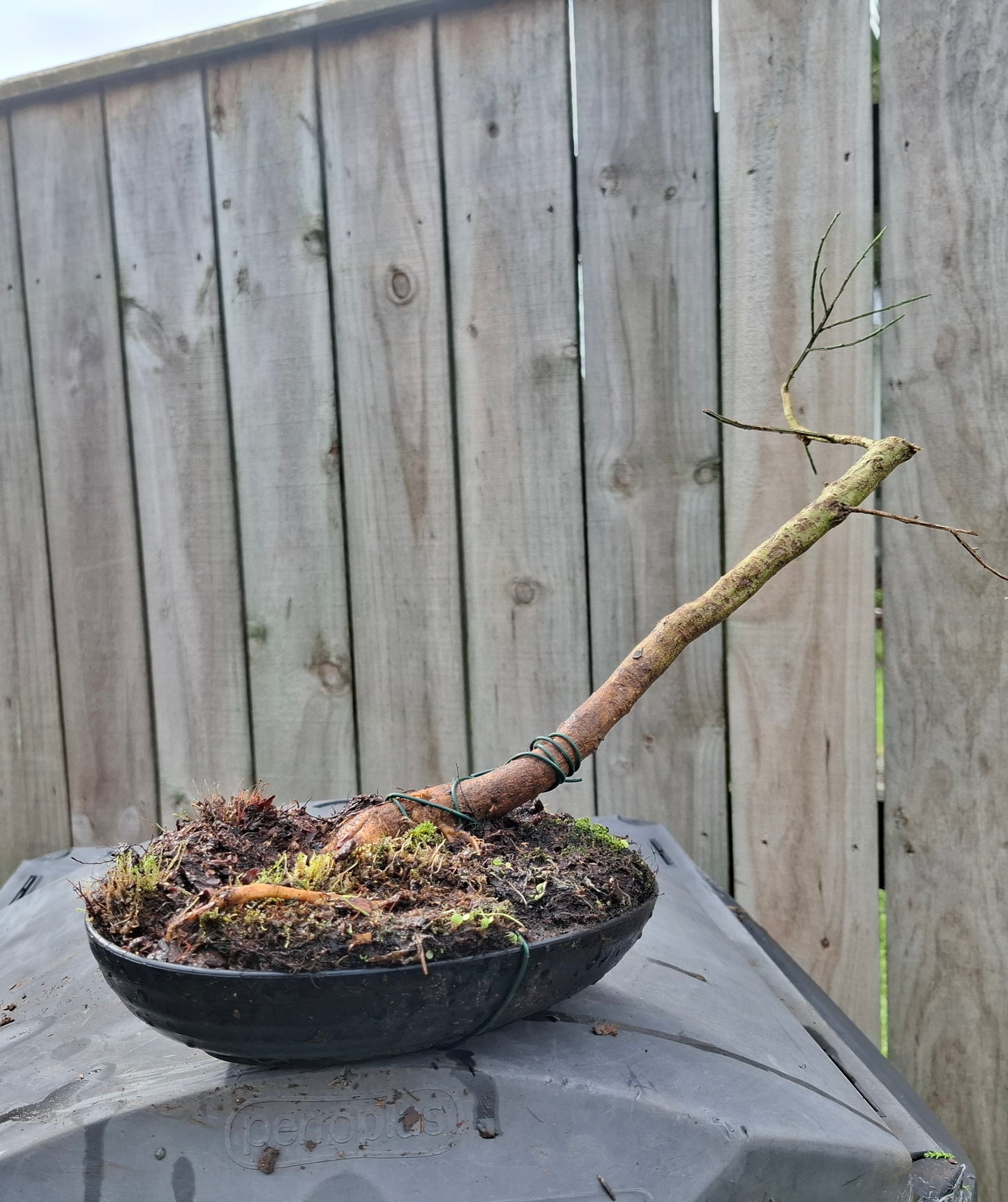 🌿 Windswept (Fukinagashi) Style Bonsai  🌬️