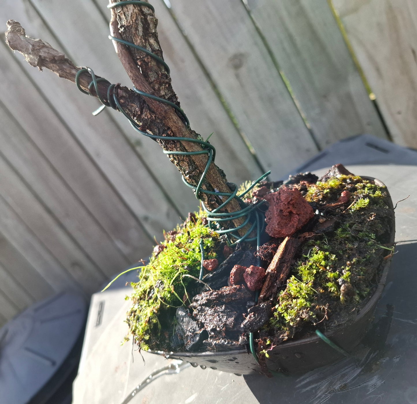 🌿 Tanuki-Style Bonsai – A Fusion of Renewal & Timeless Beauty 🏯