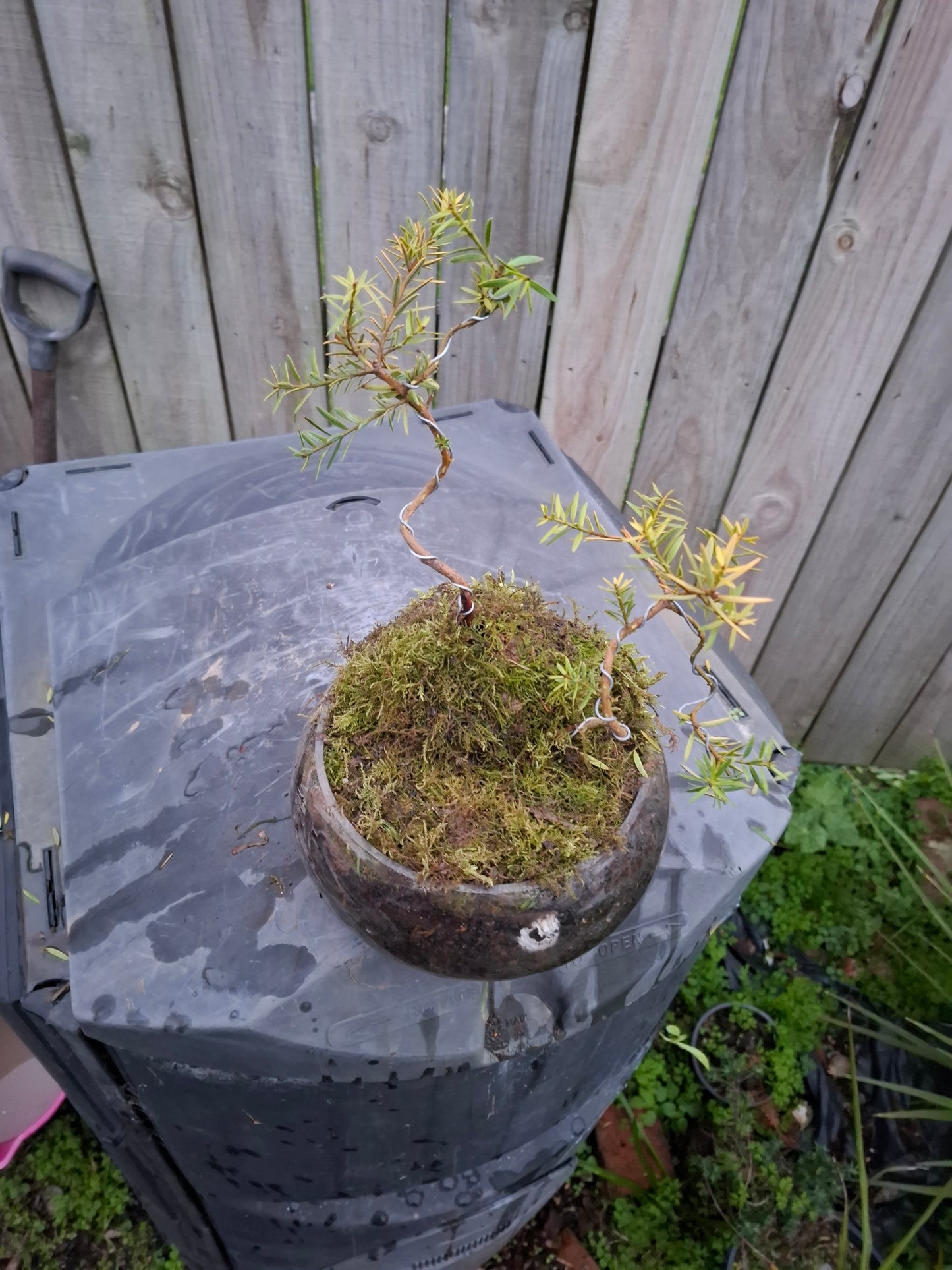 🌿 Podocarpus Totara – Dual Tree Forest Bonsai