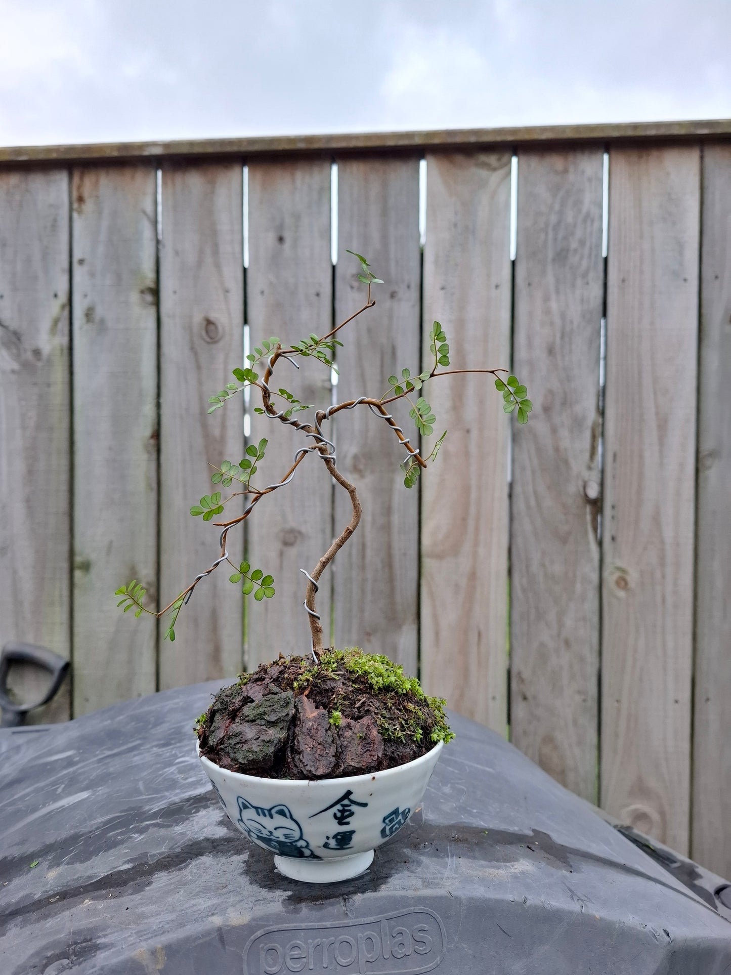 Kowhai Literati Bonsai – Grace in Every Curve 🌴🌿