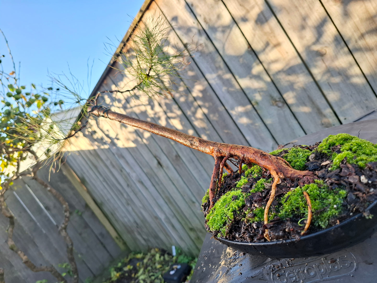 🌿 Windswept Pine Bonsai | Nebari Elegance & Resilient Motion 🌬️