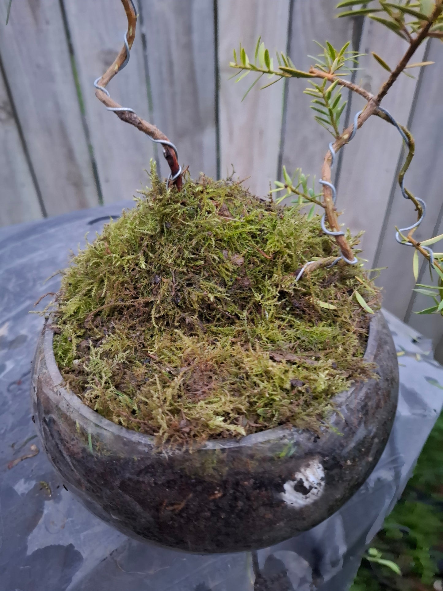 🌿 Podocarpus Totara – Dual Tree Forest Bonsai